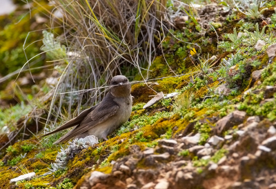 <i class='fa fa-user'></i> charlysax |   Andeszwaluw  <i class='fa fa-eye'> 129</i>  <i class='fa fa-thumbs-up'> 2</i>   <i class='fa fa-comment-o'> 1</i>