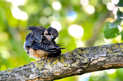 Juveniele boomvalk, zijn naam eer aandoend, poetsend hoog in een populier.
Uit de hand gefotografeerd.

https://www.jaapvuijk.nl/op-een-libellendieet-de-sahara-over/