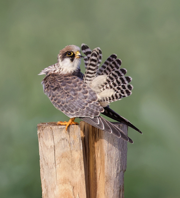 <i class='fa fa-user'></i> Leo Tukker |   Roodpootvalk  <i class='fa fa-eye'> 389</i>  <i class='fa fa-thumbs-up'> 30</i>   <i class='fa fa-comment-o'> 7</i>