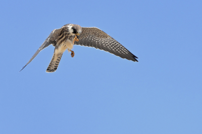 Twee juveniele roodpootvalken vlogen aantal malen over het strand bij paal 28, jagend op insecten. Meerdere insecten werden in de vlucht gegeten.
Uit de hand gefotografeerd van op het duin.

Meer via https://www.jaapvuijk.nl/de-blauwe-vesper/