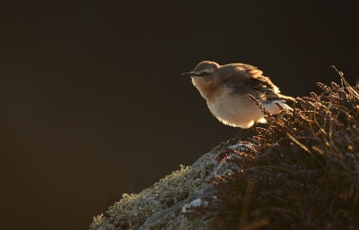 <i class='fa fa-user'></i> Eric Gibcus |   Tapuit  <i class='fa fa-eye'> 196</i>  <i class='fa fa-thumbs-up'> 13</i>   <i class='fa fa-comment-o'> 6</i>