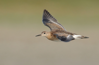 <i class='fa fa-user'></i> horneman69 |   Kemphaan  <i class='fa fa-eye'> 335</i>  <i class='fa fa-thumbs-up'> 30</i>   <i class='fa fa-comment-o'> 12</i>