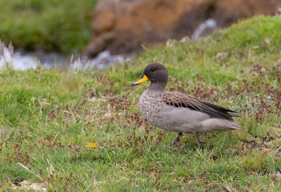 <i class='fa fa-user'></i> charlysax |   Chileense Taling  <i class='fa fa-eye'> 165</i>  <i class='fa fa-thumbs-up'> 1</i>   <i class='fa fa-comment-o'> 2</i>