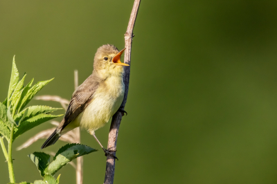 <i class='fa fa-user'></i> pjvantuil |   Orpheusspotvogel  <i class='fa fa-eye'> 189</i>   <i class='fa fa-comment-o'> 3</i>