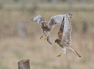 Ongeveer 15 meter van mij vandaan, begonnen twee torenvalken territoriale gevechten. Mijn aanwezigheid stoorde hen niet, zodat ik enkele foto's van het gevecht kon nemen.