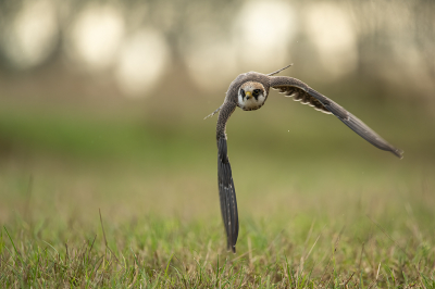 <i class='fa fa-user'></i> kevinhollmann |   Roodpootvalk  <i class='fa fa-eye'> 388</i>  <i class='fa fa-thumbs-up'> 15</i>   <i class='fa fa-comment-o'> 10</i>