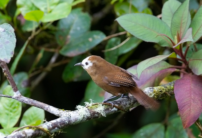 <i class='fa fa-user'></i> charlysax |   Sepiabruine Winterkoning  <i class='fa fa-eye'> 136</i>  <i class='fa fa-thumbs-up'> 2</i>   <i class='fa fa-comment-o'> 0</i>