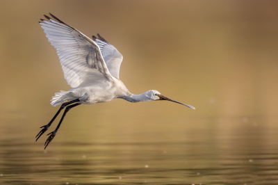 <i class='fa fa-user'></i> Raf Raeymaekers |   Lepelaar  <i class='fa fa-eye'> 300</i>  <i class='fa fa-thumbs-up'> 20</i>   <i class='fa fa-comment-o'> 13</i>