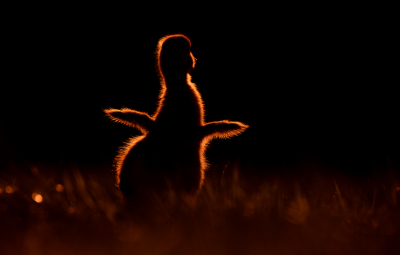 <i class='fa fa-user'></i> Hans Overduin |   Nijlgans  <i class='fa fa-eye'> 323</i>  <i class='fa fa-thumbs-up'> 34</i>   <i class='fa fa-comment-o'> 19</i>