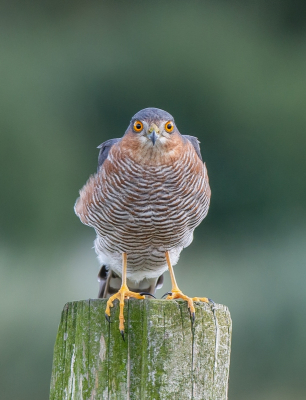 <i class='fa fa-user'></i> pietwil |   Sperwer  <i class='fa fa-eye'> 318</i>  <i class='fa fa-thumbs-up'> 16</i>   <i class='fa fa-comment-o'> 12</i>