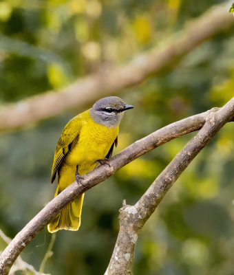 <i class='fa fa-user'></i> John Saxofoonbird |   Purperrupsvogel  <i class='fa fa-eye'> 158</i>  <i class='fa fa-thumbs-up'> 1</i>   <i class='fa fa-comment-o'> 1</i>