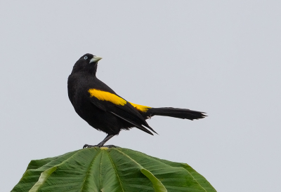 <i class='fa fa-user'></i> charlysax |   Geelstuitbergbuidelspreeuw  <i class='fa fa-eye'> 132</i>  <i class='fa fa-thumbs-up'> 3</i>   <i class='fa fa-comment-o'> 1</i>