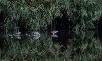 <i class='fa fa-user'></i> Eef Kieft |   Zwarte Ruiter  <i class='fa fa-eye'> 269</i>  <i class='fa fa-thumbs-up'> 8</i>   <i class='fa fa-comment-o'> 6</i>