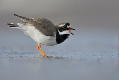 <i class='fa fa-user'></i> Johan G |   Bontbekplevier  <i class='fa fa-eye'> 259</i>  <i class='fa fa-thumbs-up'> 22</i>   <i class='fa fa-comment-o'> 9</i>