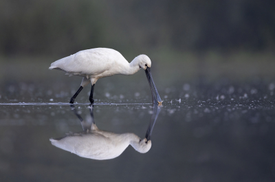 Voorgaande weken was het rietmoeras waar ik veelal fotografeer droog komen te staan, nu er weer water is zijn ook de Lepelaars terug en kon ik vorige week mijn waadpak aantrekken. Soms liepen ze kort voor de lens dat ik enkel nog een portret kon maken.