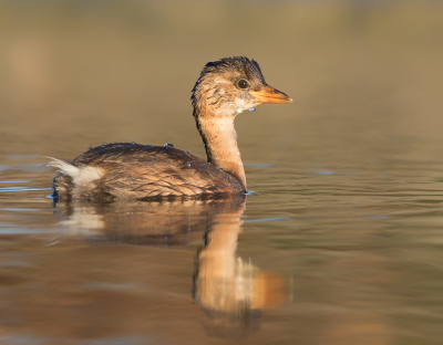<i class='fa fa-user'></i> Alfred Berkhof |   Dodaars  <i class='fa fa-eye'> 198</i>  <i class='fa fa-thumbs-up'> 8</i>   <i class='fa fa-comment-o'> 7</i>