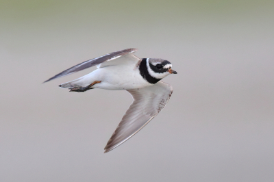 <i class='fa fa-user'></i> horneman69 |   Bontbekplevier  <i class='fa fa-eye'> 242</i>  <i class='fa fa-thumbs-up'> 13</i>   <i class='fa fa-comment-o'> 6</i>