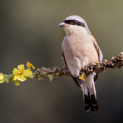 Langs het rietveld aan de noord-west kant van het Ohrid meer op zoek naar vogels met een canon R5 met 100-500mm en 1.4 convertor.