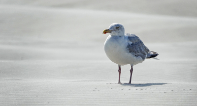 <i class='fa fa-user'></i> nelappelmelk |   Zilvermeeuw  <i class='fa fa-eye'> 90</i>   <i class='fa fa-comment-o'> 17</i>