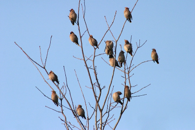 15 Pestvogels in een boom.. 
Lekker poetsen van veren net na het eten..
