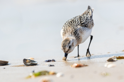 <i class='fa fa-user'></i> rbos |   Drieteenstrandloper  <i class='fa fa-eye'> 96</i>  <i class='fa fa-thumbs-up'> 2</i>   <i class='fa fa-comment-o'> 17</i>