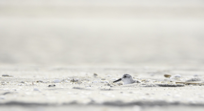 Nee niet in de woestijn, maar op het strand. Deze jonge Drieteenstrandloper had een mooi plekje midden op het strand gevonden ver van de andere vogels. Doelbewust niet gekozen voor een foto met een felle (gele) kleur, maar zo dicht mogelijk gebleven bij de natuurgetrouwe kleur van het strand. Pas dan kun je goed zien hoe camouflage echt werkt en hoezeer de Drieteenstrandloper (qua kleur en uiterlijk) in het strand opgaat. Ook bewust de foto van een afstandje genomen om zoveel mogelijk van de achtergrond mee te pakken en er een heel klein "zoekplaatje" van te maken.