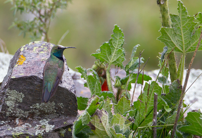 <i class='fa fa-user'></i> charlysax |   Zwartborstbergnimf  <i class='fa fa-eye'> 136</i>  <i class='fa fa-thumbs-up'> 6</i>   <i class='fa fa-comment-o'> 4</i>