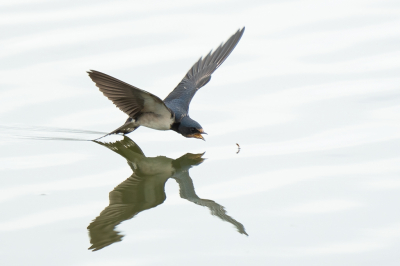 <i class='fa fa-user'></i> Vincent Vuik |   Boerenzwaluw  <i class='fa fa-eye'> 385</i>  <i class='fa fa-thumbs-up'> 39</i>   <i class='fa fa-comment-o'> 20</i>