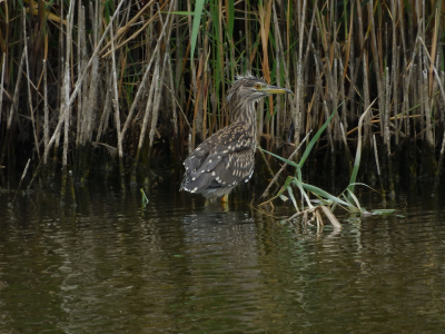 <i class='fa fa-user'></i> JOIN |   Kwak  <i class='fa fa-eye'> 80</i>   <i class='fa fa-comment-o'> 19</i>