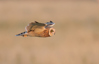 <i class='fa fa-user'></i> horneman69 |   Velduil  <i class='fa fa-eye'> 176</i>  <i class='fa fa-thumbs-up'> 14</i>   <i class='fa fa-comment-o'> 19</i>