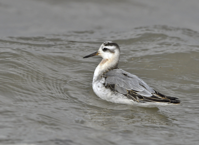 Op IJsland zijn we de Rosse franjepoot misgelopen. De laatste dagen worden ze hier en daar gesignaleerd, zo ook langs de Waddendijk. Vandaag toch even gaan kijken en we vonden er een groepje van 3. Prachtige vogeltjes zijn het en wat zijn ze eigenlijk klein.  Ben voorzichtig  de dijk afgegleden en met de pittenzak op de knien  heb ik er een tijdlang van genoten. Deze kwam dichtbij de oever, hoog opgetild door de hoge golven. Hier lag hij een moment  behoorlijk stil in een golfdal    en dat kwam mij goed uit, want het merendeel van de foto's  is ontoonbaar....... Maar deze maakt mijn dag goed...........

Willy

Willy