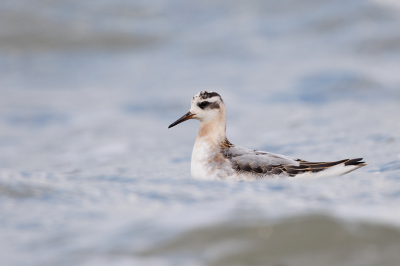 <i class='fa fa-user'></i> Kees de Jager |   Rosse Franjepoot  <i class='fa fa-eye'> 319</i>  <i class='fa fa-thumbs-up'> 16</i>   <i class='fa fa-comment-o'> 12</i>