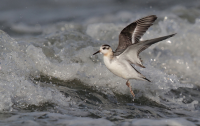 <i class='fa fa-user'></i> horneman69 |   Rosse Franjepoot  <i class='fa fa-eye'> 358</i>  <i class='fa fa-thumbs-up'> 17</i>   <i class='fa fa-comment-o'> 10</i>