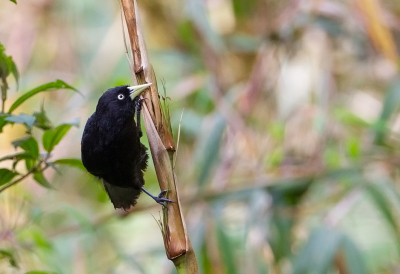 <i class='fa fa-user'></i> charlysax |   Geelsnaveltroepiaal  <i class='fa fa-eye'> 99</i>  <i class='fa fa-thumbs-up'> 2</i>   <i class='fa fa-comment-o'> 1</i>