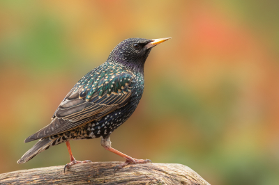 <i class='fa fa-user'></i> Annie Keizer |   Spreeuw  <i class='fa fa-eye'> 244</i>  <i class='fa fa-thumbs-up'> 14</i>   <i class='fa fa-comment-o'> 16</i>