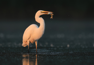 <i class='fa fa-user'></i> thijsglastra |   Grote Zilverreiger  <i class='fa fa-eye'> 350</i>  <i class='fa fa-thumbs-up'> 23</i>   <i class='fa fa-comment-o'> 14</i>