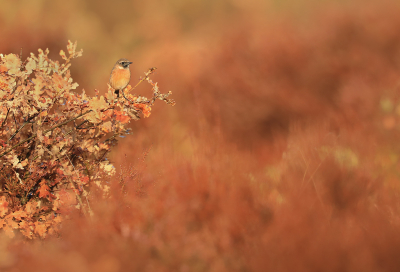 <i class='fa fa-user'></i> thijsglastra |   Roodborsttapuit  <i class='fa fa-eye'> 207</i>  <i class='fa fa-thumbs-up'> 13</i>   <i class='fa fa-comment-o'> 23</i>