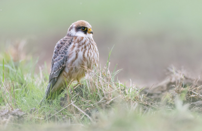 <i class='fa fa-user'></i> Hans Overduin |   Roodpootvalk  <i class='fa fa-eye'> 428</i>  <i class='fa fa-thumbs-up'> 30</i>   <i class='fa fa-comment-o'> 13</i>