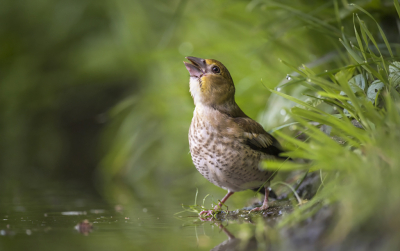 <i class='fa fa-user'></i> Bert Ooms |   Appelvink  <i class='fa fa-eye'> 257</i>  <i class='fa fa-thumbs-up'> 11</i>   <i class='fa fa-comment-o'> 11</i>