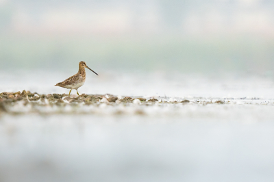 <i class='fa fa-user'></i> Vincent Vuik |   Watersnip  <i class='fa fa-eye'> 313</i>  <i class='fa fa-thumbs-up'> 16</i>   <i class='fa fa-comment-o'> 8</i>