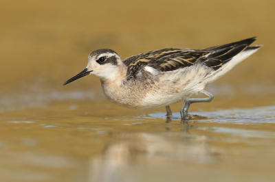 <i class='fa fa-user'></i> thijsglastra |   Grauwe Franjepoot  <i class='fa fa-eye'> 399</i>  <i class='fa fa-thumbs-up'> 23</i>   <i class='fa fa-comment-o'> 11</i>