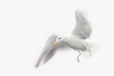 <i class='fa fa-user'></i> John_Jak |   Grote Mantelmeeuw  <i class='fa fa-eye'> 258</i>  <i class='fa fa-thumbs-up'> 10</i>   <i class='fa fa-comment-o'> 8</i>