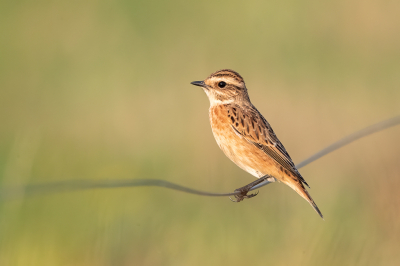 Bird picture: Saxicola rubetra / Paapje / Whinchat