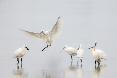 <i class='fa fa-user'></i> Erna Koelman |   Lepelaar  <i class='fa fa-eye'> 85</i>  <i class='fa fa-thumbs-up'> 4</i>   <i class='fa fa-comment-o'> 19</i>