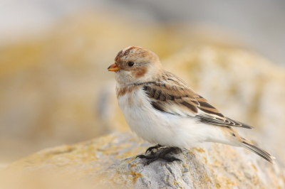 <i class='fa fa-user'></i> natuur(a)art |   Sneeuwgors  <i class='fa fa-eye'> 306</i>  <i class='fa fa-thumbs-up'> 15</i>   <i class='fa fa-comment-o'> 8</i>