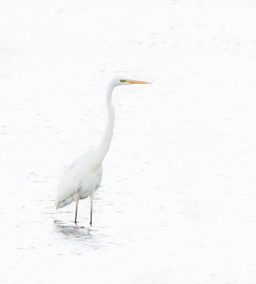 <i class='fa fa-user'></i> Truus Aletta Maan |   Grote Zilverreiger  <i class='fa fa-eye'> 80</i>   <i class='fa fa-comment-o'> 19</i>