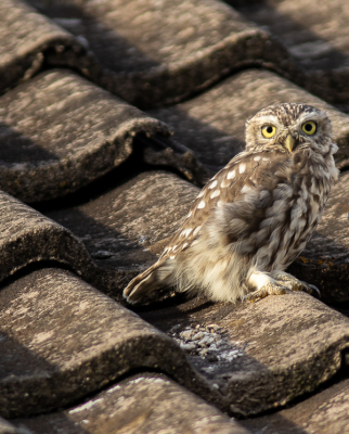 <i class='fa fa-user'></i> hansgans |   Steenuil  <i class='fa fa-eye'> 105</i>  <i class='fa fa-thumbs-up'> 3</i>   <i class='fa fa-comment-o'> 20</i>