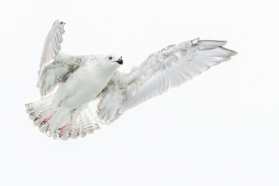 <i class='fa fa-user'></i> wouterroepel |   Pontische Meeuw  <i class='fa fa-eye'> 108</i>  <i class='fa fa-thumbs-up'> 6</i>   <i class='fa fa-comment-o'> 17</i>