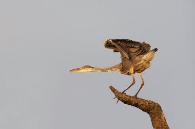<i class='fa fa-user'></i> corvanspijk |   Blauwe Reiger  <i class='fa fa-eye'> 81</i>  <i class='fa fa-thumbs-up'> 3</i>   <i class='fa fa-comment-o'> 18</i>