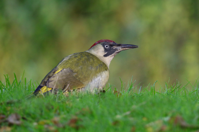 <i class='fa fa-user'></i> Gejo Wassink |   Groene Specht  <i class='fa fa-eye'> 108</i>  <i class='fa fa-thumbs-up'> 3</i>   <i class='fa fa-comment-o'> 22</i>